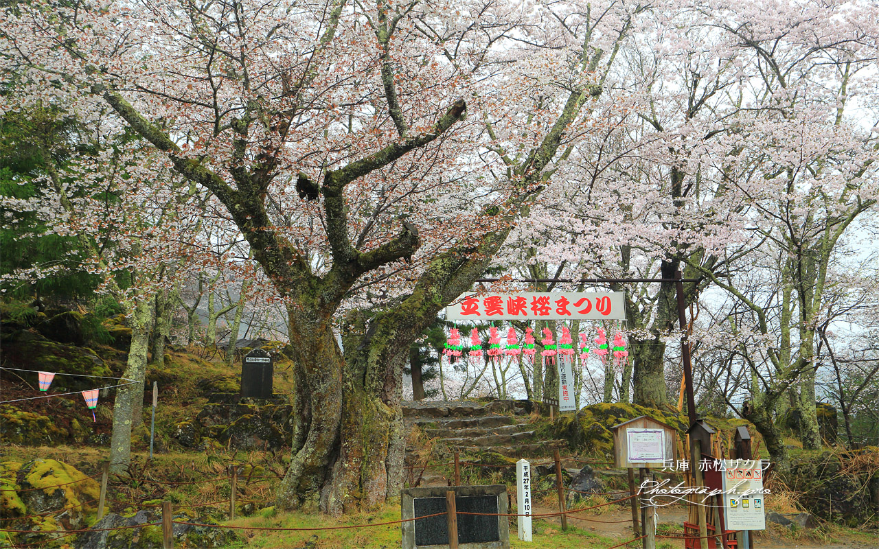 赤松ザクラ 壁紙