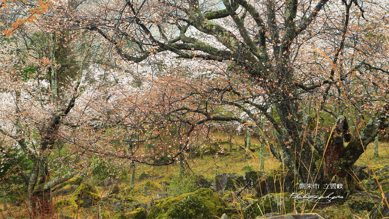 立雲峡の山桜 壁紙