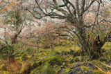 立雲峡の山桜