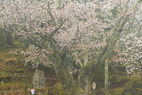 赤松ザクラ