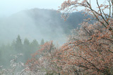 立雲峡の山桜