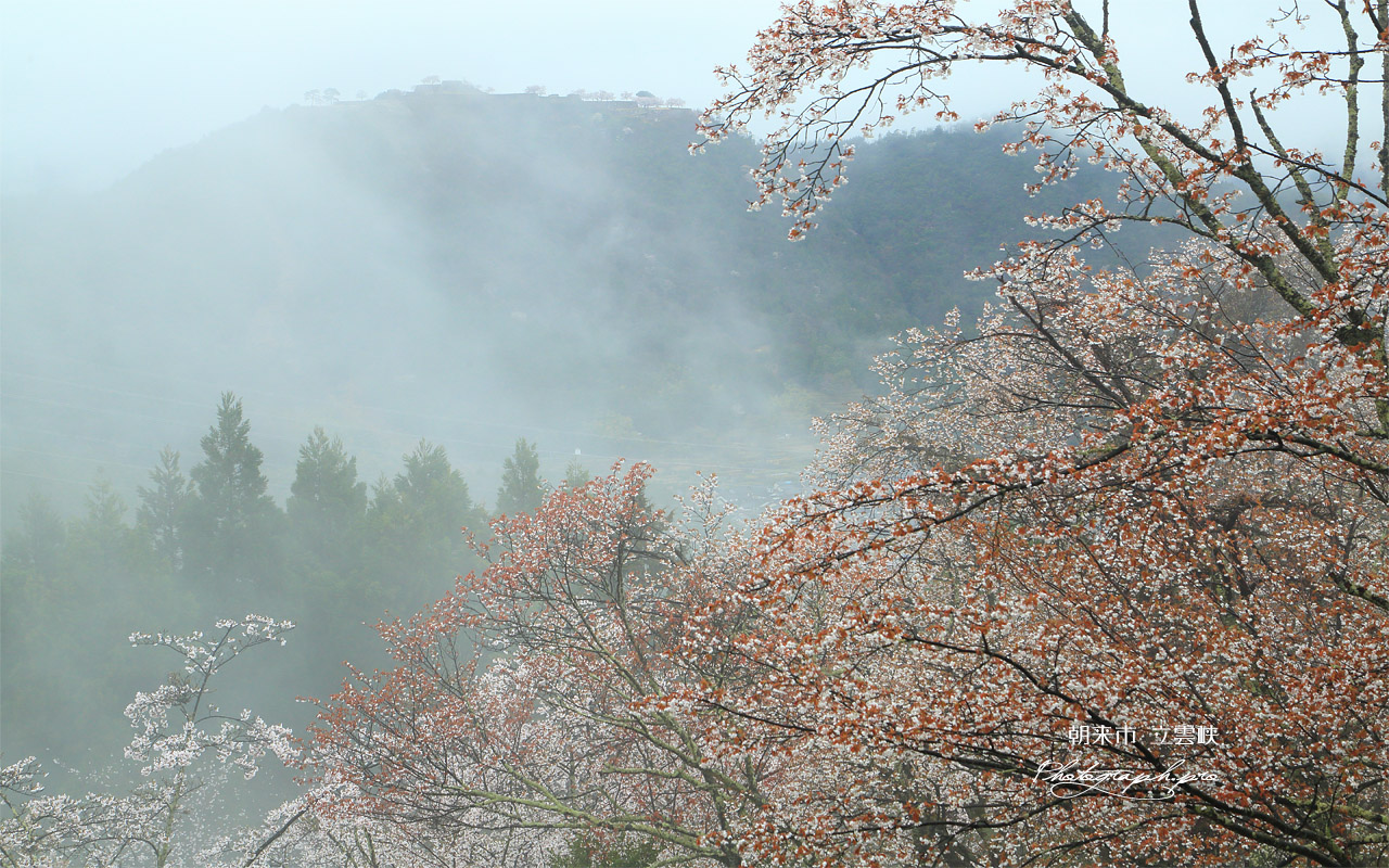 立雲峡の山桜 壁紙