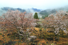 立雲峡の山桜