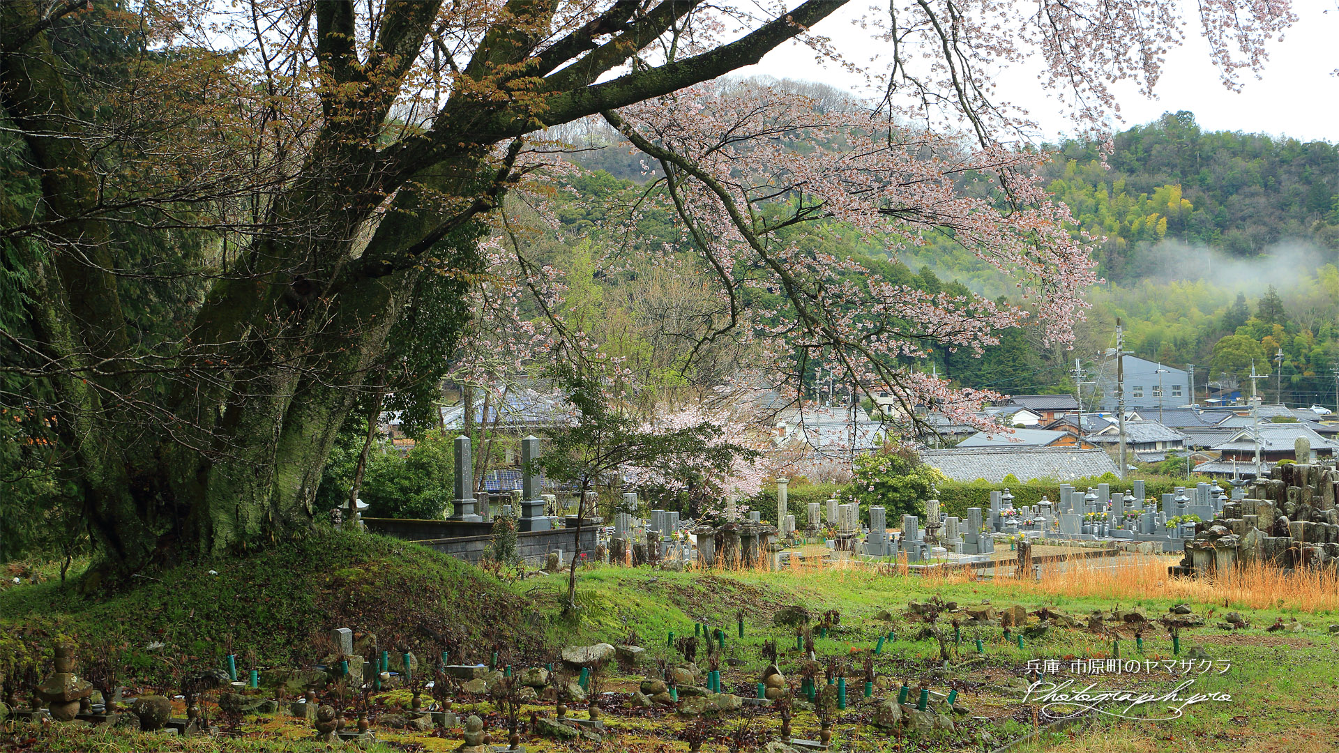 市原町のヤマザクラ