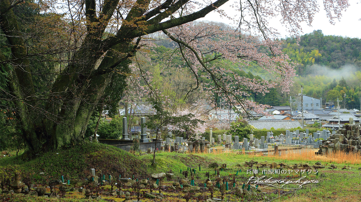 市原町のヤマザクラ 壁紙