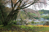 市原町のヤマザクラ