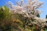 西ノ宮の桜