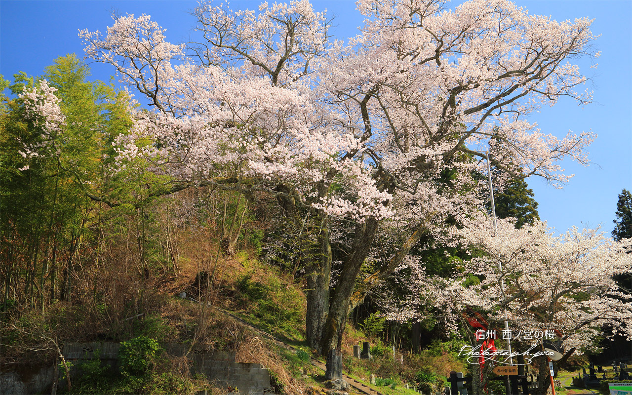西ノ宮の桜 壁紙