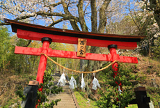 西ノ宮の桜