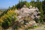 西ノ宮の桜