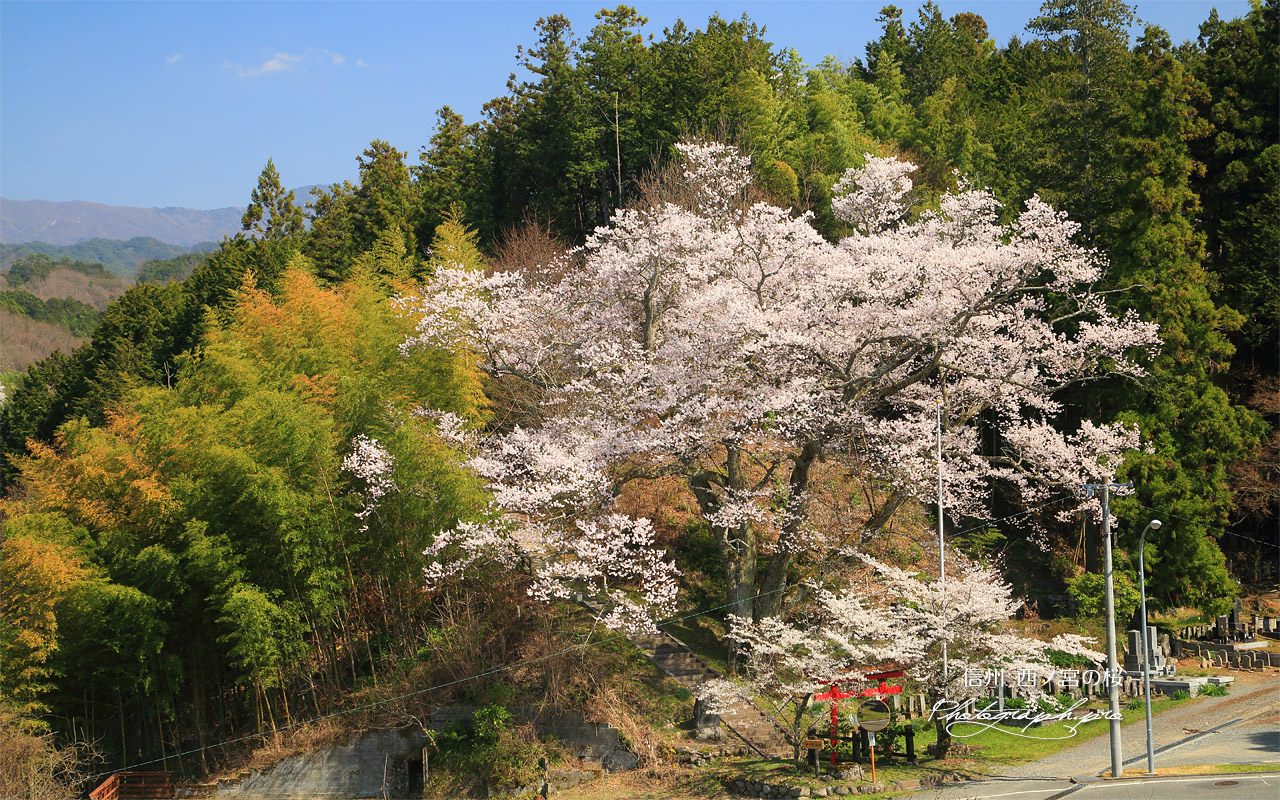 西ノ宮の桜 壁紙