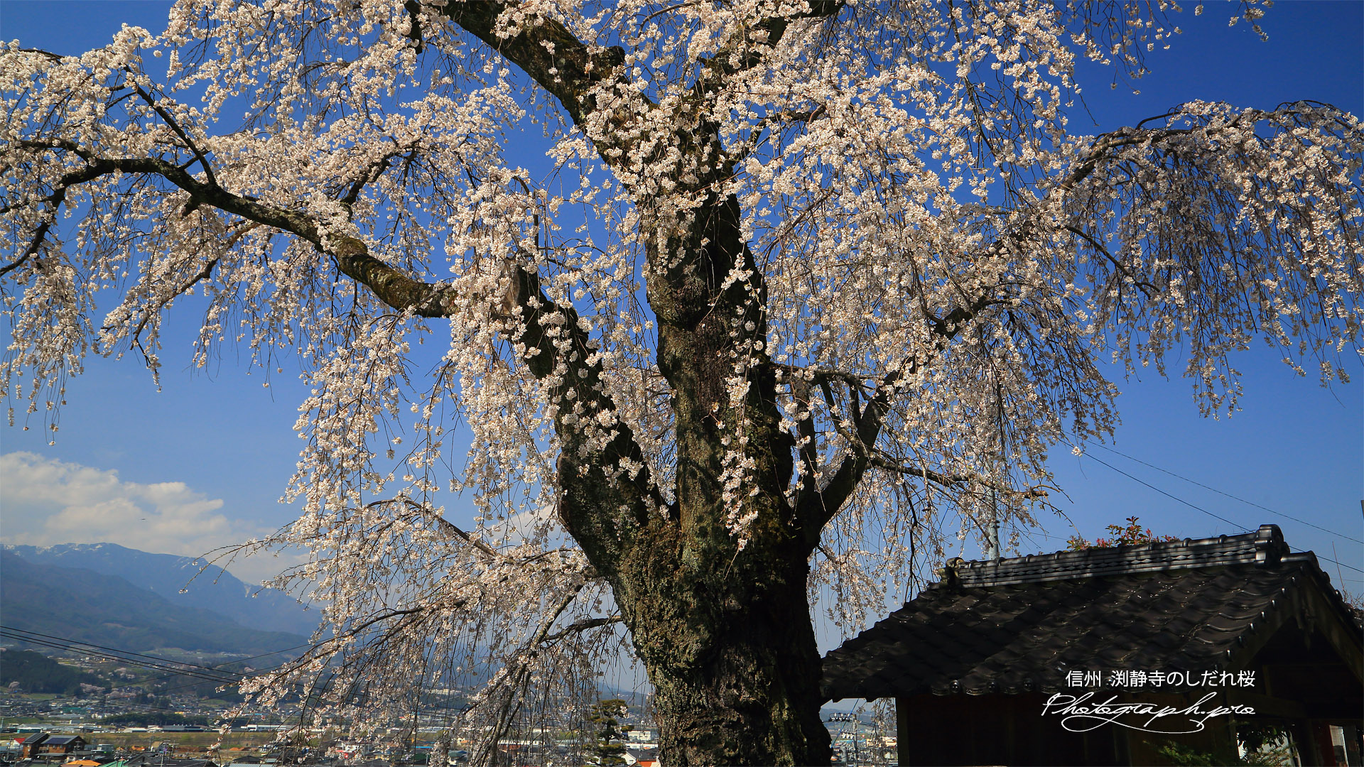 渕静寺のしだれ桜
