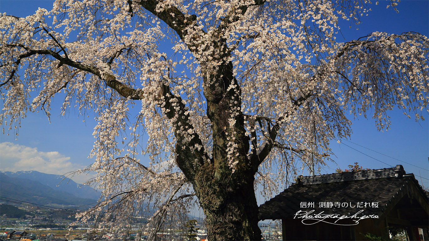 渕静寺のしだれ桜 壁紙