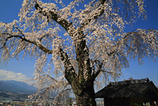 渕静寺のしだれ桜