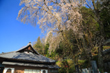 喬木村 渕静寺の桜