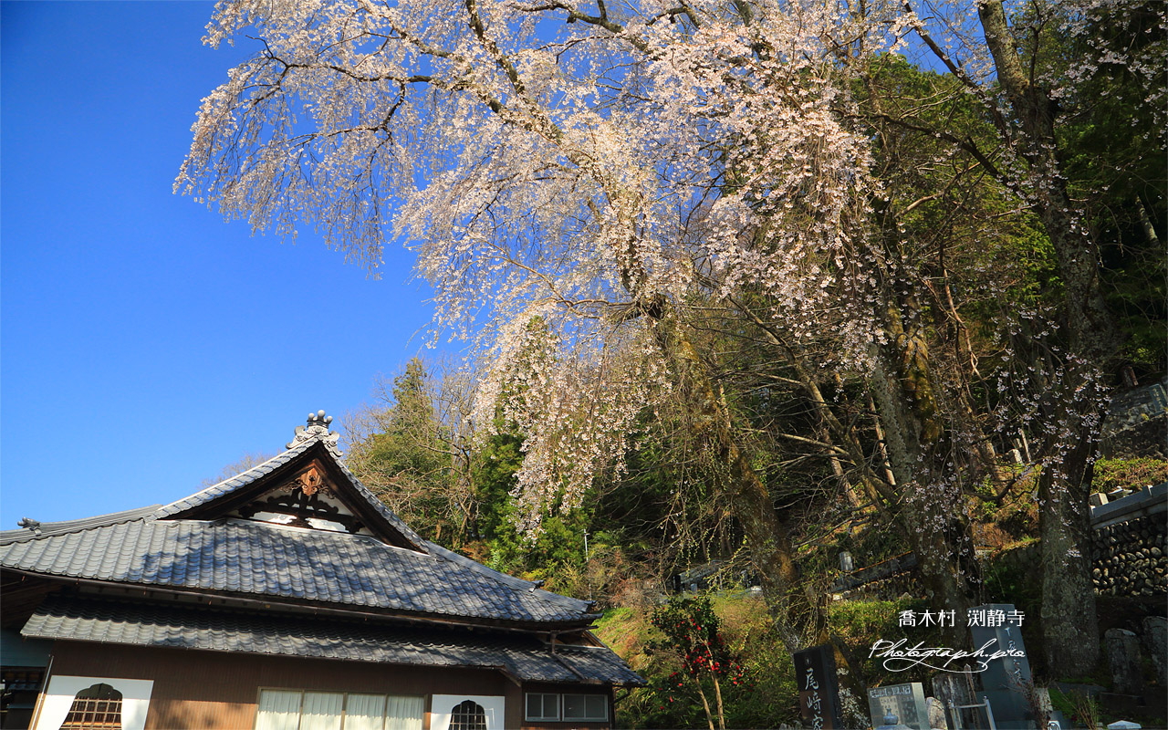 喬木村 渕静寺の桜 壁紙