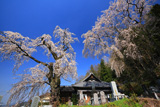 渕静寺のしだれ桜