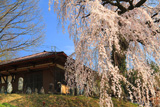 木門のしだれ桜