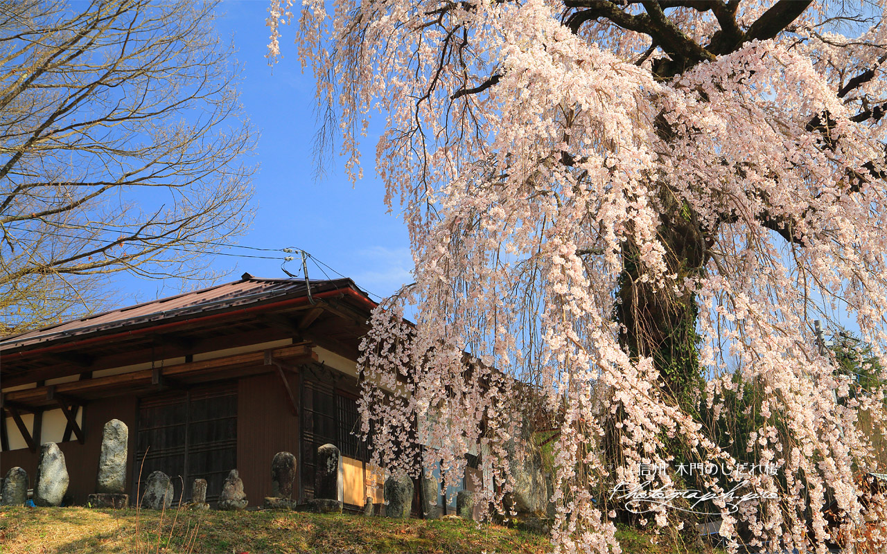 木門のしだれ桜 壁紙