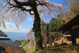 木門のしだれ桜