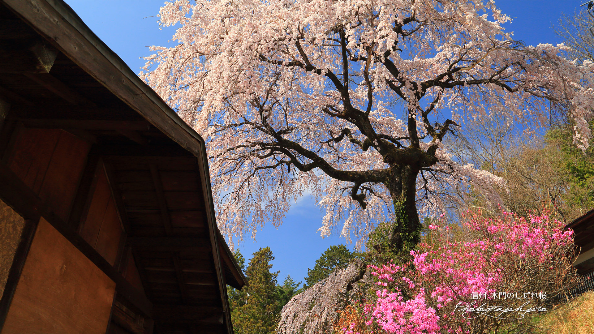 木門のしだれ桜