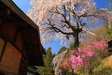 木門のしだれ桜