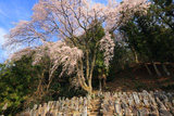 百体庚申のしだれ桜