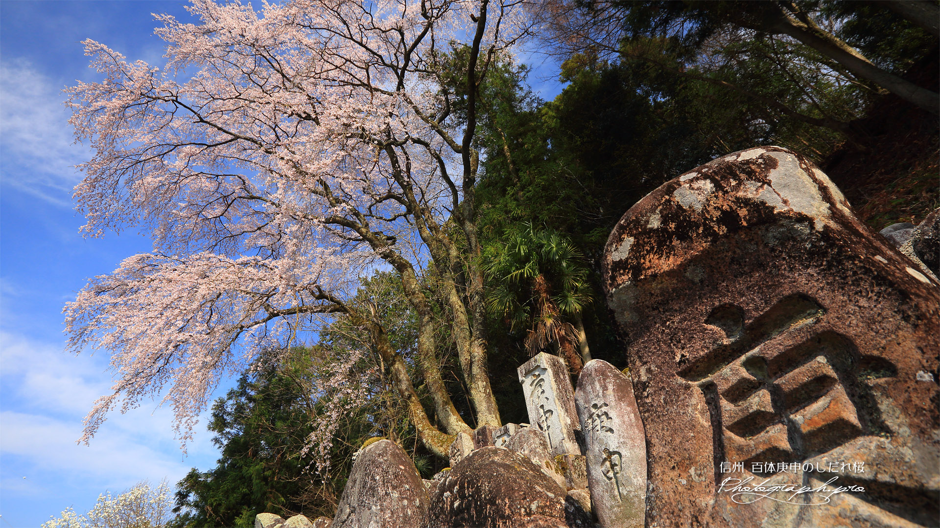 百体庚申のしだれ桜