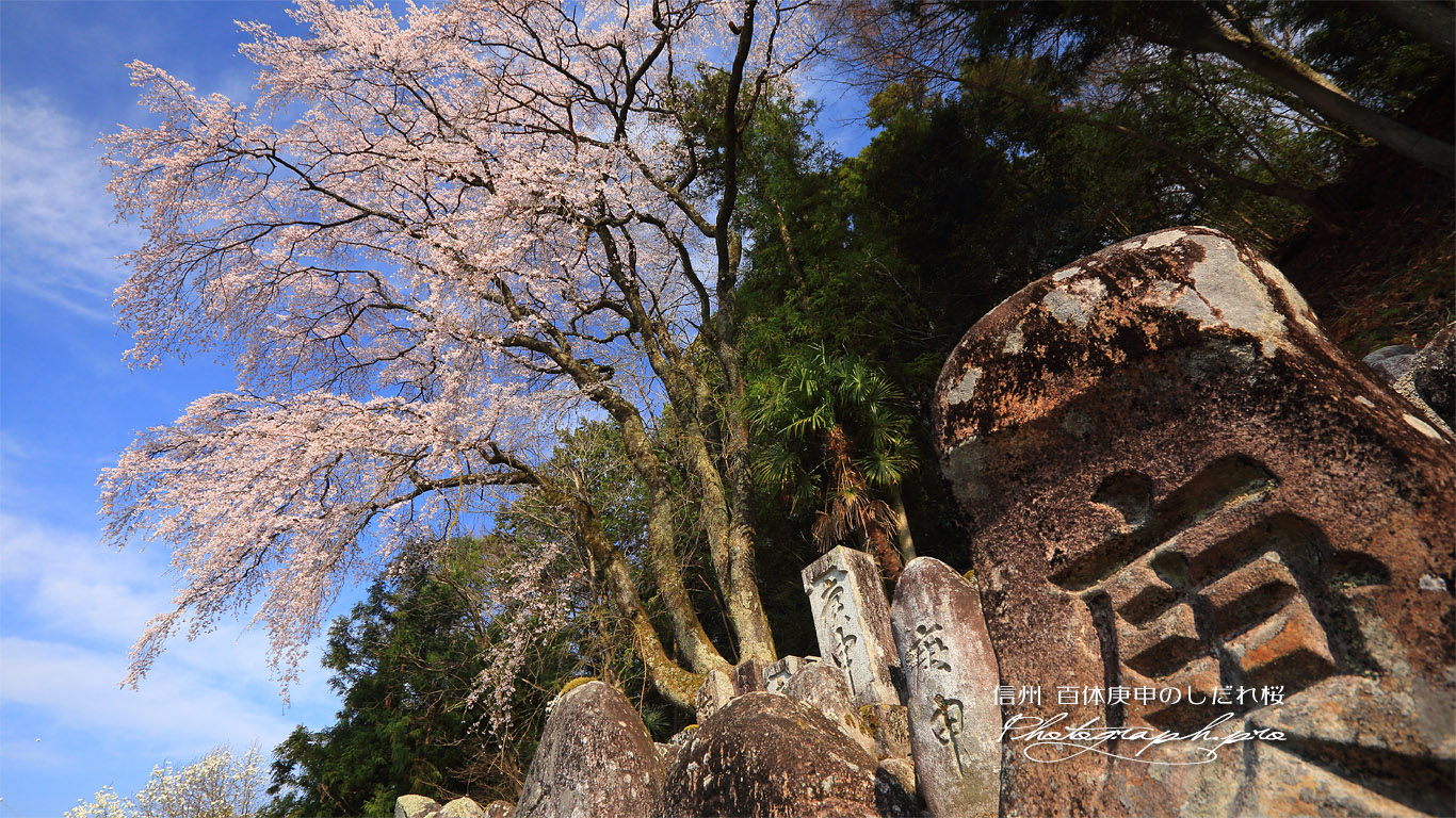 百体庚申のしだれ桜 壁紙