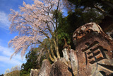百体庚申のしだれ桜