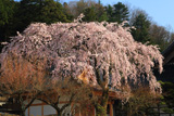 泉龍院のしだれ桜