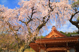泉龍院のしだれ桜