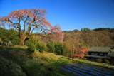 笹見平のしだれ桜
