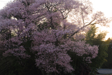 桜堂の桜