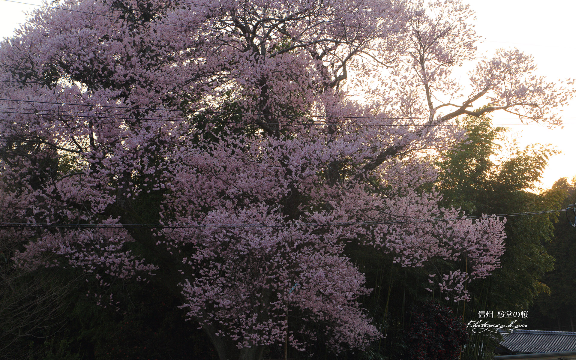 桜堂の桜
