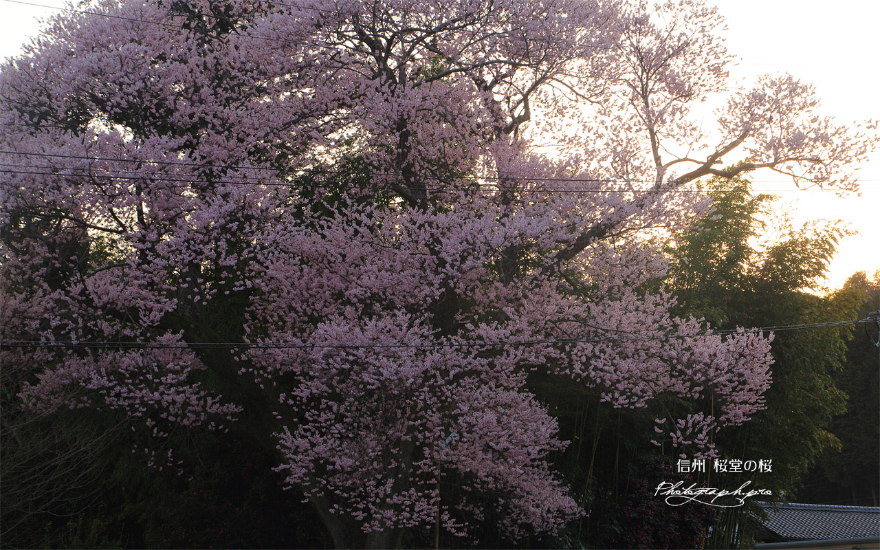 桜堂の桜 壁紙