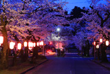 大宮通り桜並木