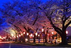 大宮通り桜並木