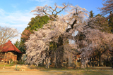 瑠璃寺のシダレザクラ