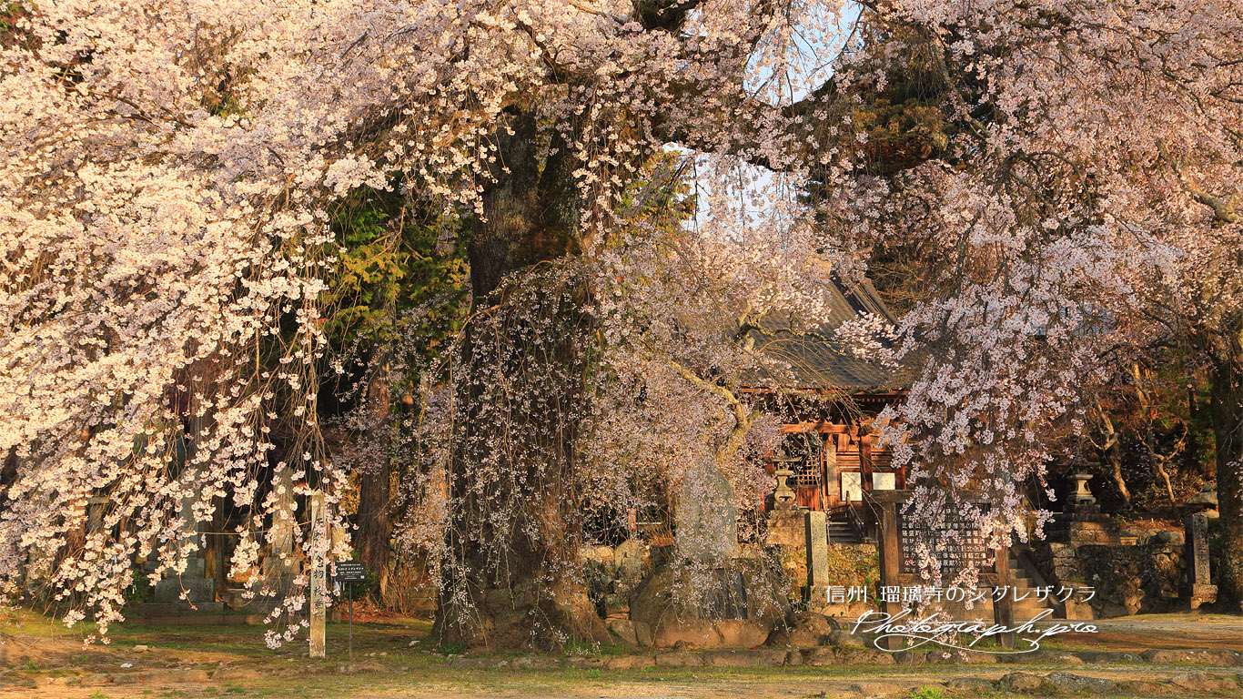 瑠璃寺の枝垂桜 壁紙