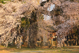 瑠璃寺の枝垂桜