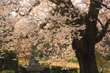 松源寺の門前桜