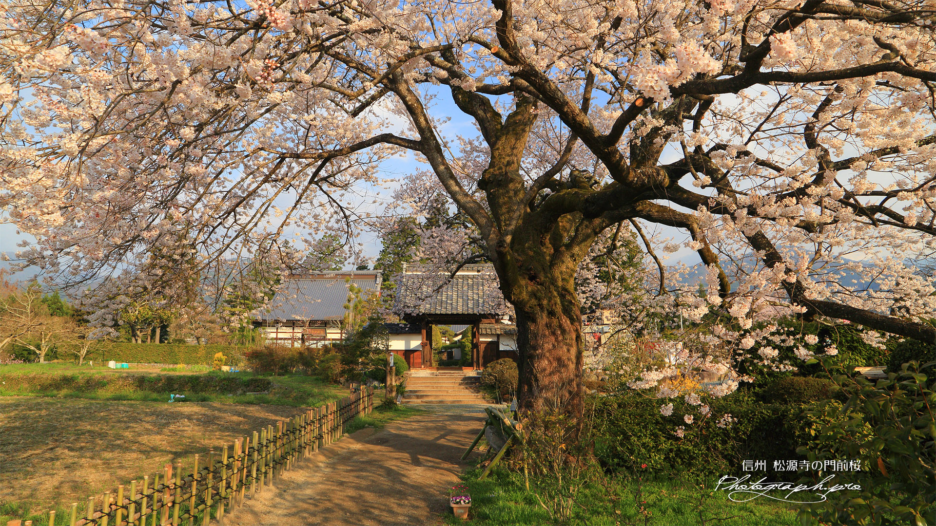 松源寺の門前桜