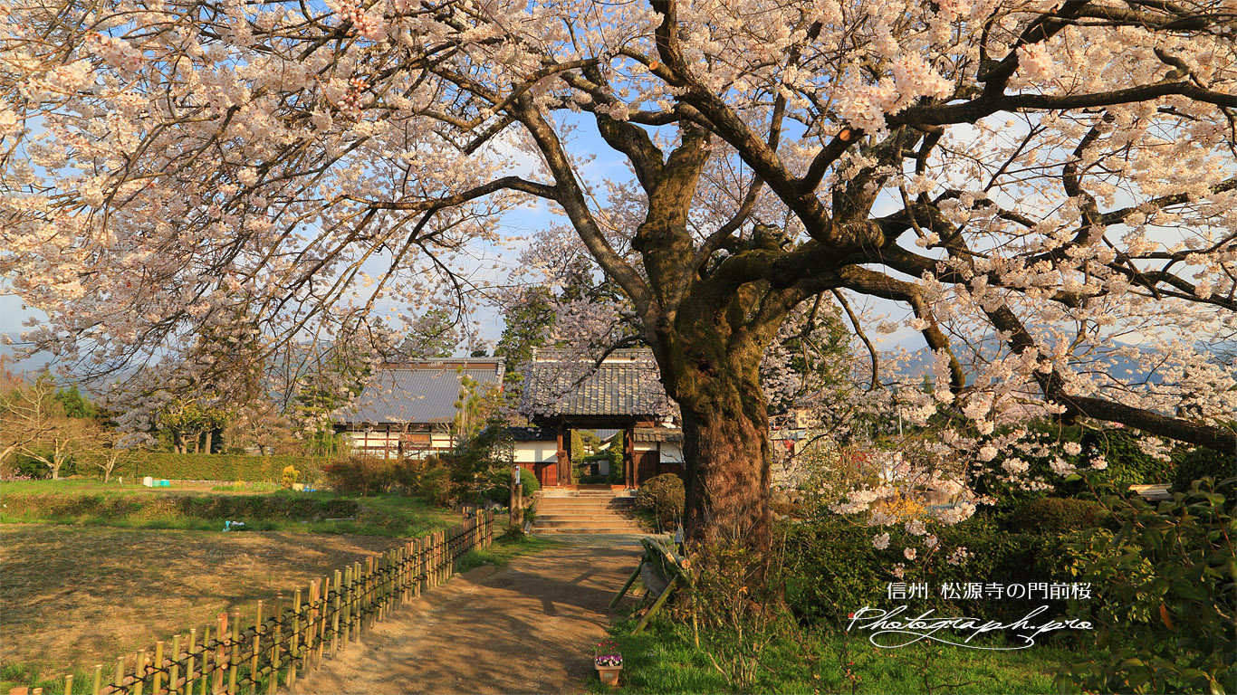 松源寺の門前桜 壁紙