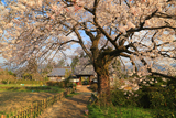 松源寺の門前桜