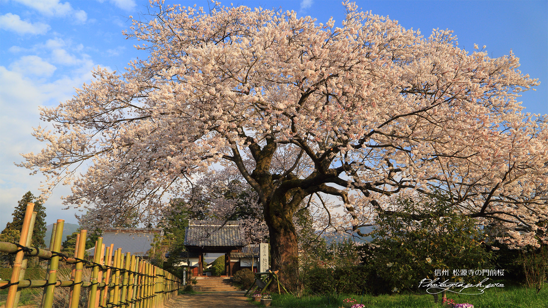 松源寺の門前桜