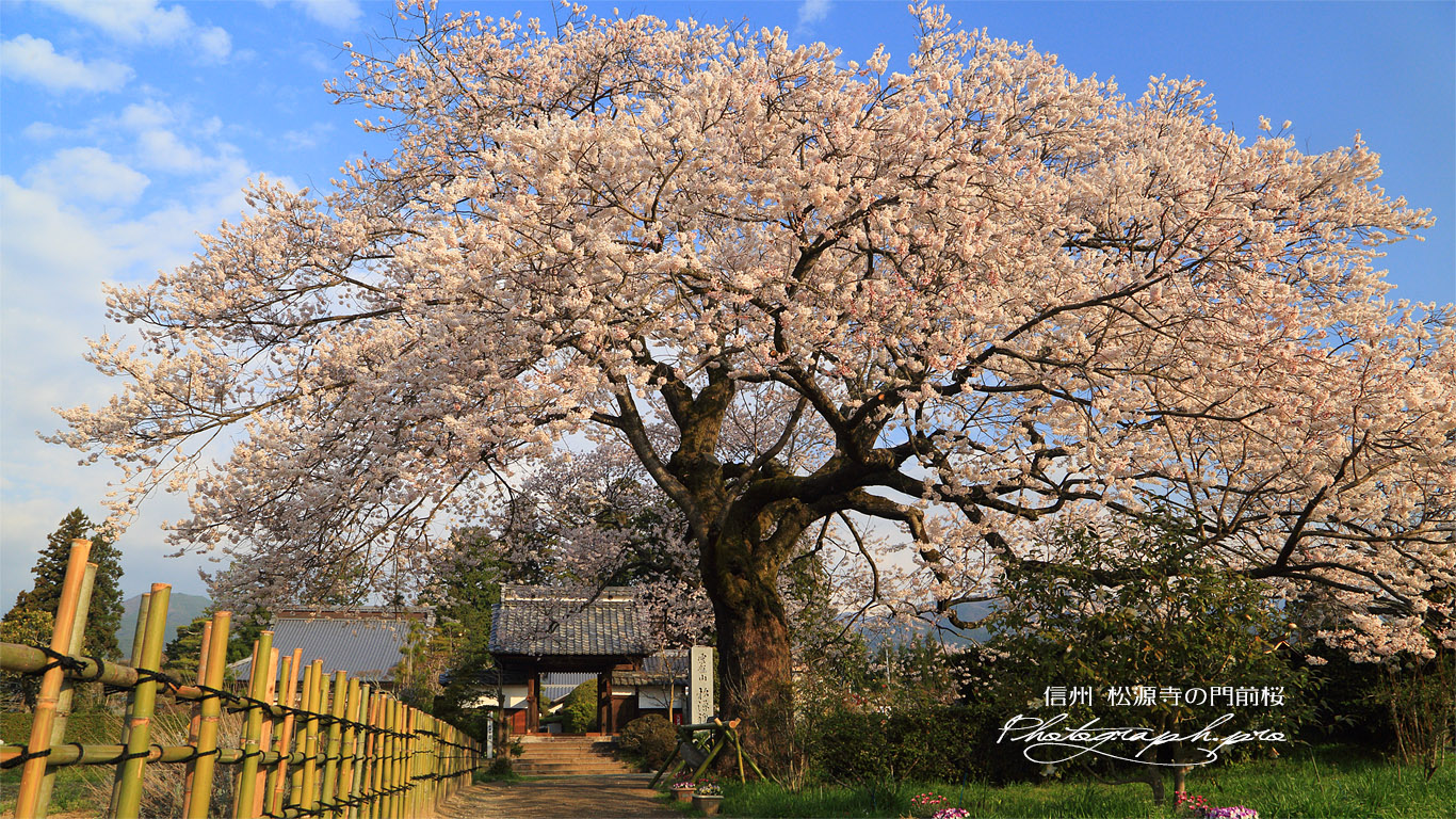 松源寺の門前桜 壁紙