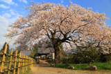 松源寺の門前桜