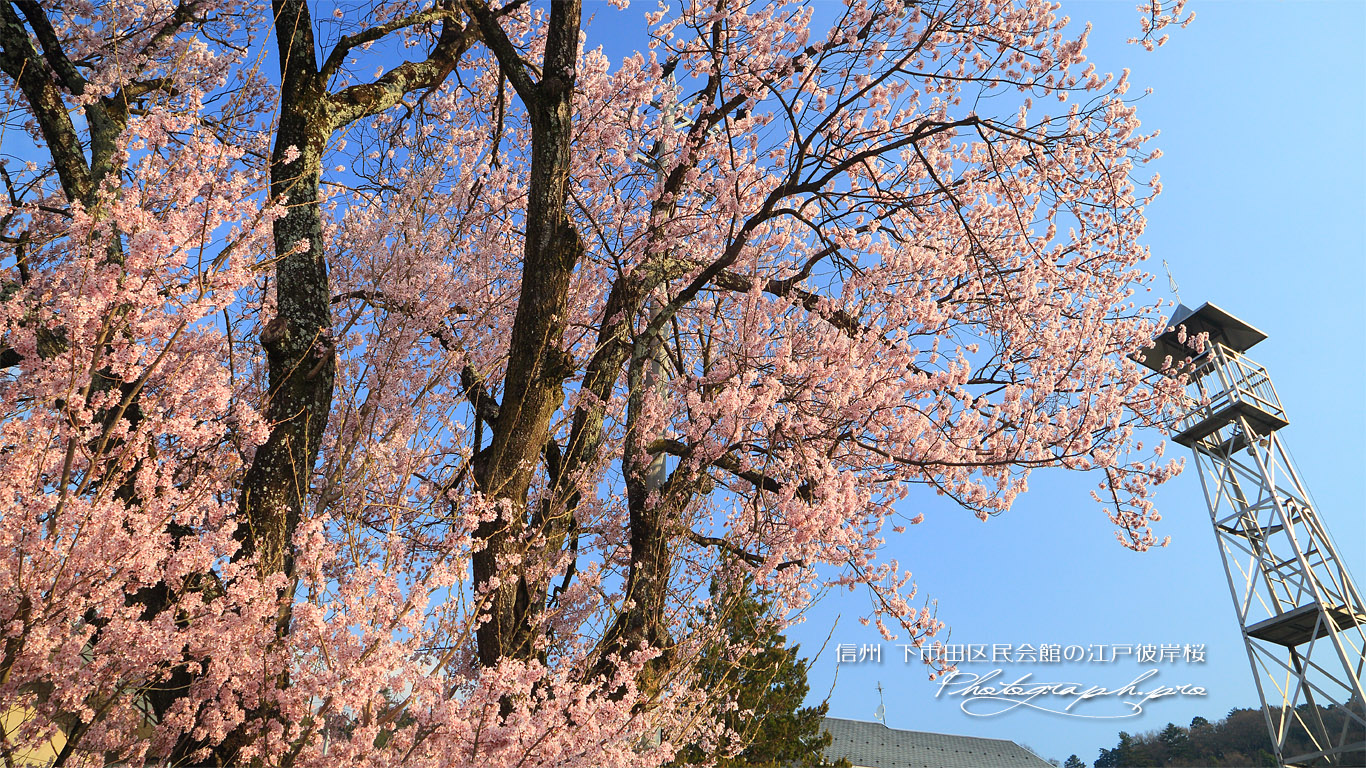 下市田区民会館の江戸彼岸桜 壁紙