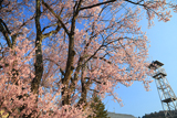 下市田区民会館の江戸彼岸桜